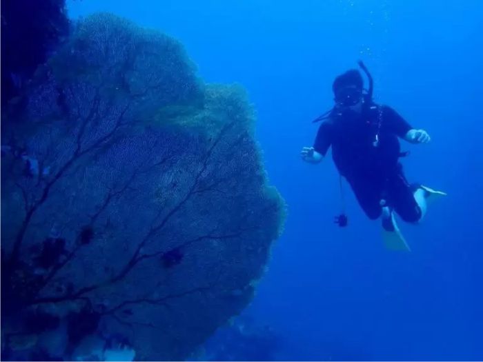paket-diving-nautika-tour-travel-karimunjawa-3 paket liburan Karimunjawa